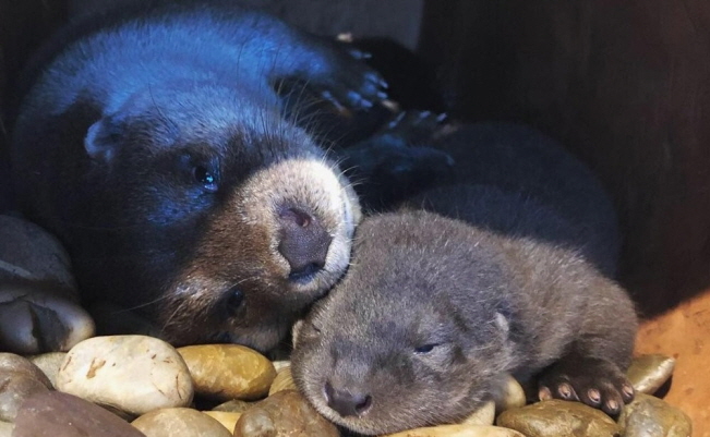 Three Baby Otters Born at Gyeongpo Aquarium