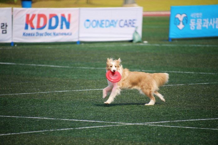 Leisure Sports Festival to Host Programs for Pets