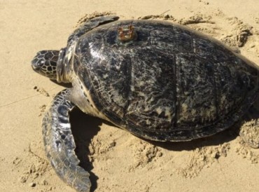 Ocean Ministry to Release 14 Endangered Sea Turtles