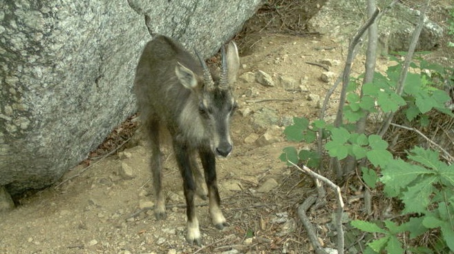 An endangered Korean goral photographed with a camera trap along the planned route of the Mount Seorak cable car. (image: environmental activist group)