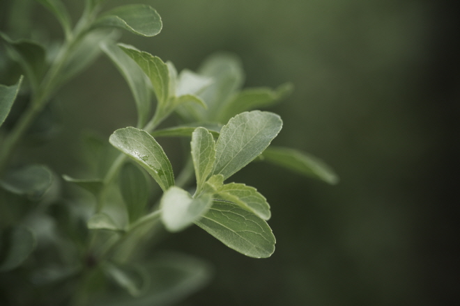 Stevia plants. (image: PureCircle)