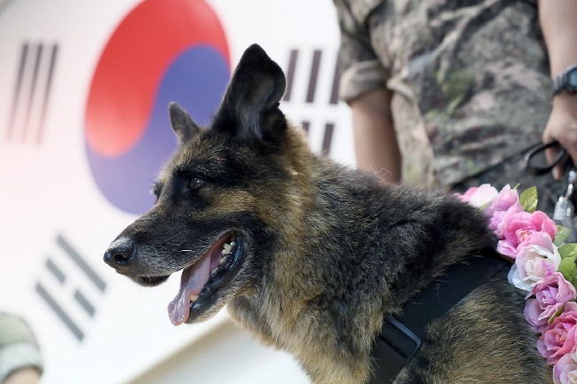 Dansoo, a German shepherd, attends a retirement ceremony held at the Army's military working dogs training center in Chuncheon, Gangwon Province, on Aug. 28, 2019. (image: Korea Defense Daily)