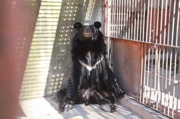 Dozens of Asiatic Black Bears Found in Cages at Illegal Breeding Farm