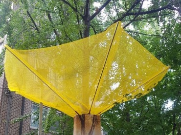 Songpa District Declares War on Odorous Ginkgo Nuts