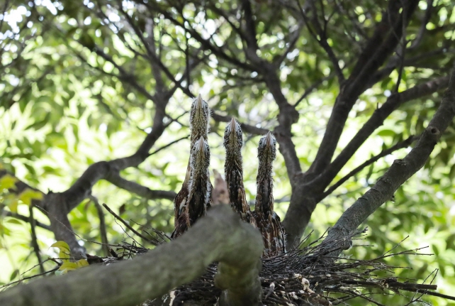 Endangered Japanese Night Herons Build Nest on Jeju Island