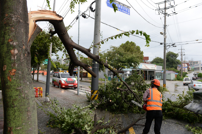 Rescue workers remove a tree that split due to strong winds caused by Typhoon Lingling in Hongseong, 150 kilometers southwest of Seoul, on Sept. 7, 2019. (Yonhap)