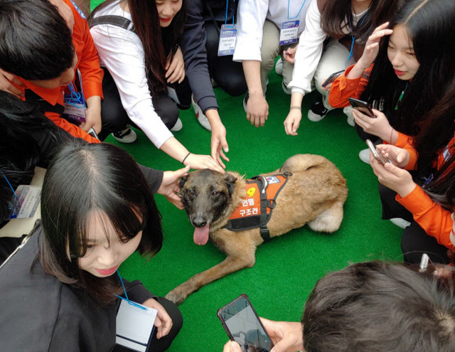 119 Rescue Dog ‘Kevin’ Competing in IRO World Championships