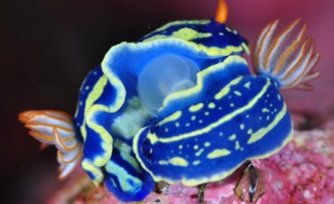 Environment Ministry Exhibition Showcases Colorful Nudibranchs