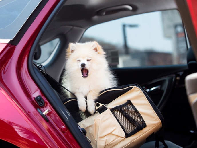 Drivers Say Car Seats for Pets are Most Essential