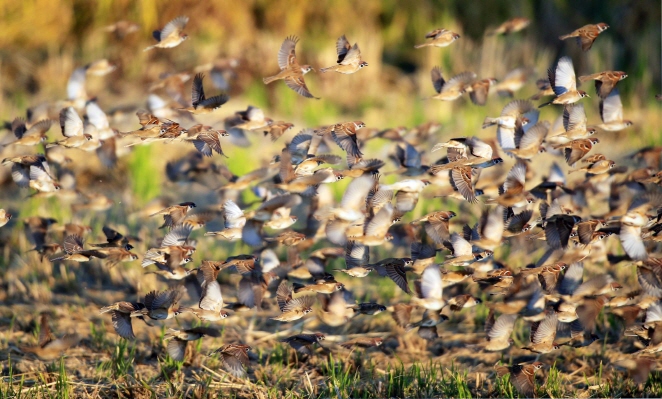 Flocks of Sparrows Attract Tourists at Changwon’s Junam Reservoir