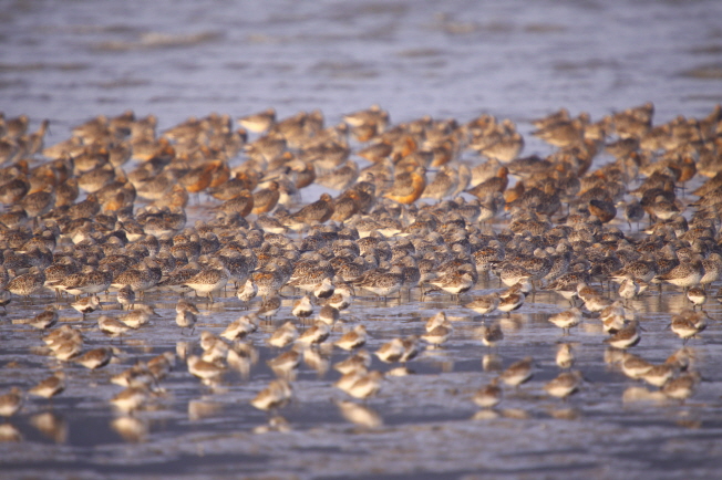 Sinan Mudflats Amaze International Experts