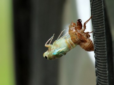 Animal Testing Shows Cicada Skin Improves Parkinson’s Disease Symptoms