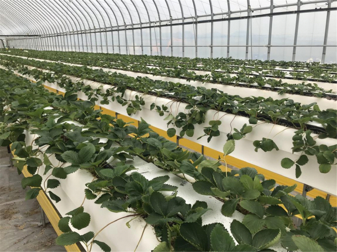 Inside the greenhouse, a device was installed to provide oxygen and cold water on a cycle, and a large ventilation window was installed in the ceiling. (image: Rural Development Administration)