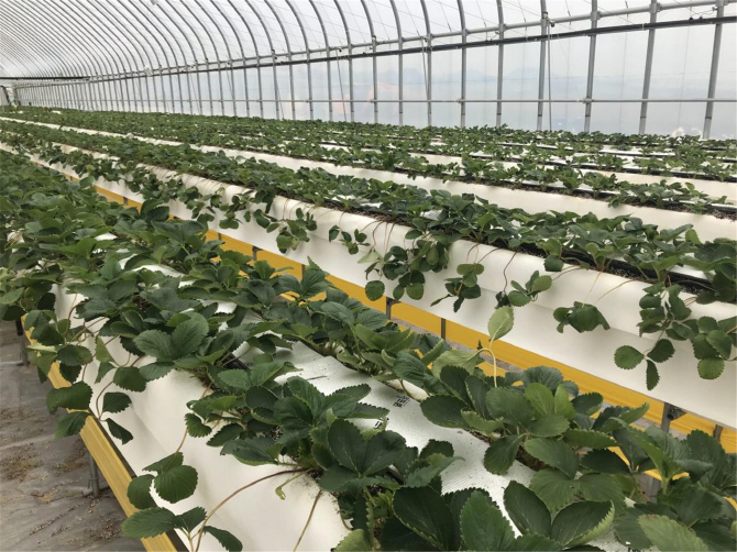 Gov’t Develops Smart Greenhouse Technology