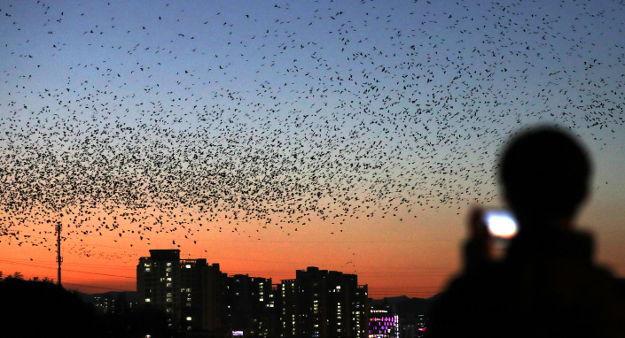 Rooks Visit River in Ulsan Around Oct. 15 Every Year