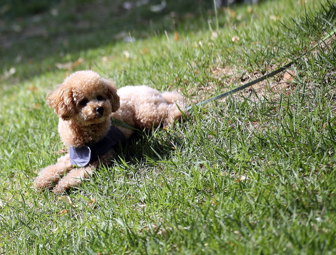 1 in 5 Seoul Households Live with a Pet