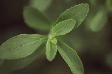 PureCircle’s Latest Stevia Leaf Development Offers Significant Productivity Advantages