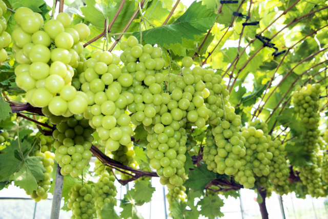 Chinese Demand Drives Increased Popularity of Korean Shine Muscat Grapes