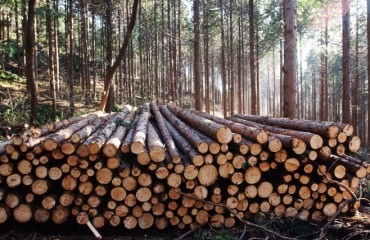 Majority of S. Koreans Agree on Deforestation Policy Prioritizing Environmental Issues
