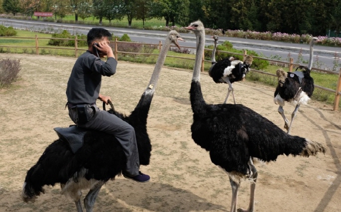 Ostriches Highly Valued in N. Korea