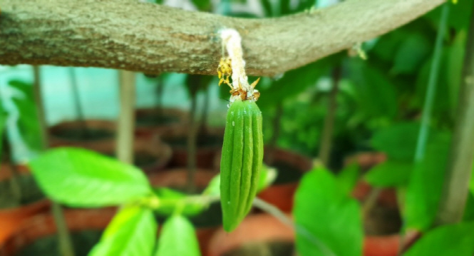 Chocolate Museum Grows Jeju Island’s First Cacao Beans