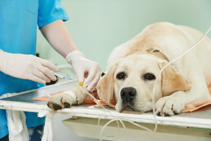 Many people cited animal hospital expenses as the most onerous part of their pet-related spending. (image: Korea Bizwire)