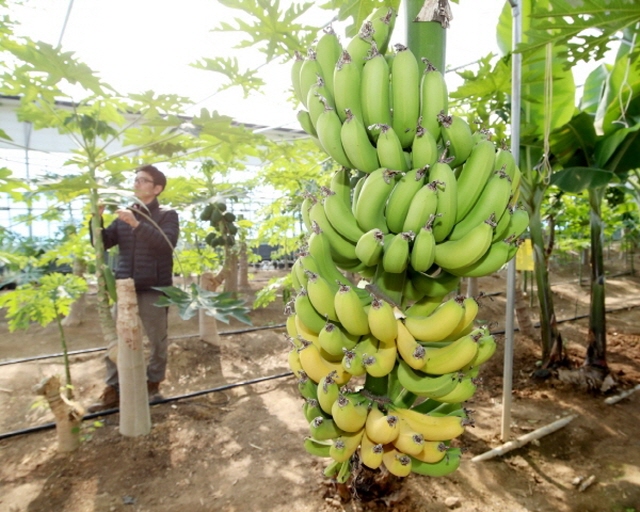 More Mangos and Olives Being Grown in S. Korea