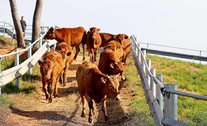 Genetic Screening Boosts Productivity at Cattle Farms