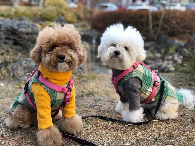 More than a quarter of South Korean households had a pet as of 2019, compared with 17.4 percent of homes in 2010. (Yonhap)