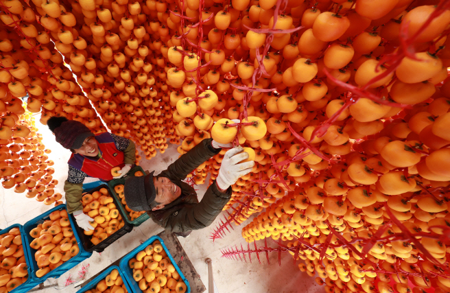 S. Korean Dried Persimmons Gaining Attention as Local Delicacy