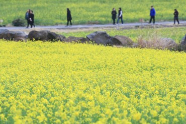 Jeju Island to Plow Up Canola Flowers to Fend Off Tourists