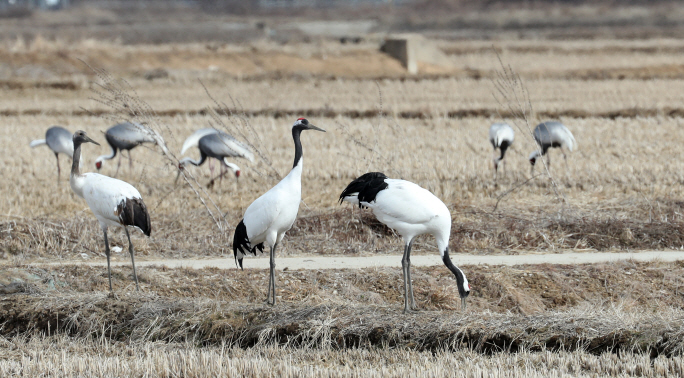 Cranes Flock to Cheorwon Plain