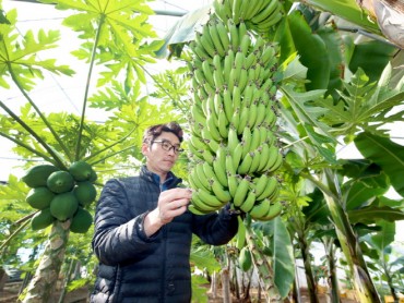 Anmyeon Island Farm Pioneers Tropical Fruit Horticulture in S. Korea