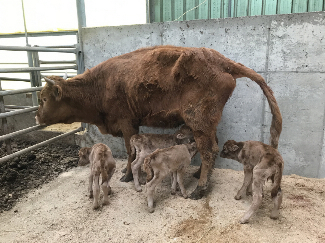 Cow Gives Birth to S. Korea’s First Quadruplets