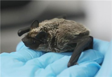 Bat Appearances Exacerbate Concerns over Coronavirus