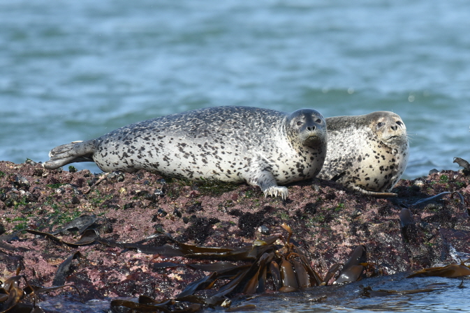 S. Korea Uses GPS Device to Track Migration Routes of Spotted Seals