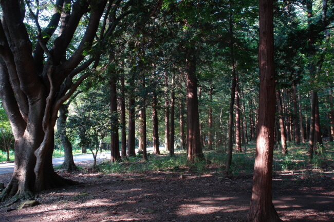 Haenam County Pushes Ahead with Afforestation Projects