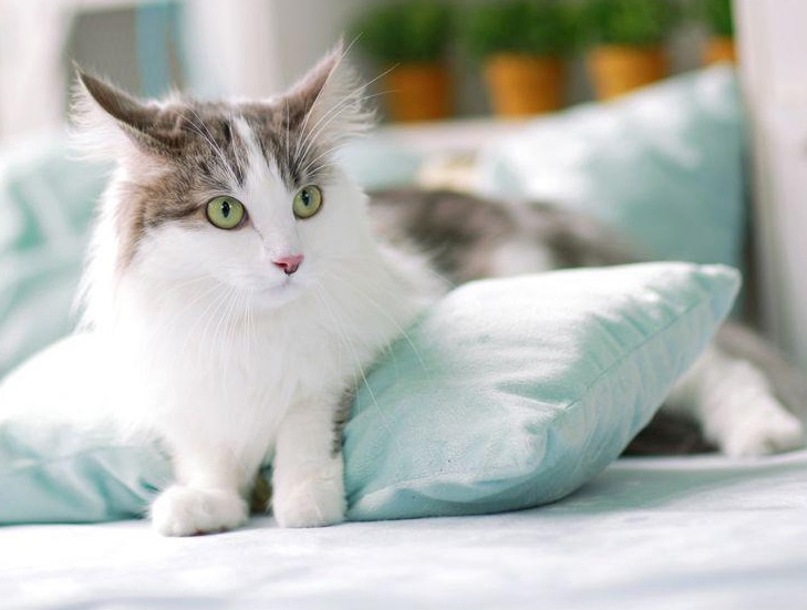 Gov’t to Expand Coverage of Pet Cat Registration Pilot Program Nationwide