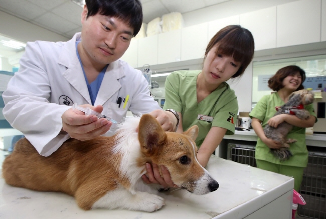 Under the new regulations, veterinarians will be required to set up a veterinary prescription management program and issue electronic prescriptions. (Yonhap)