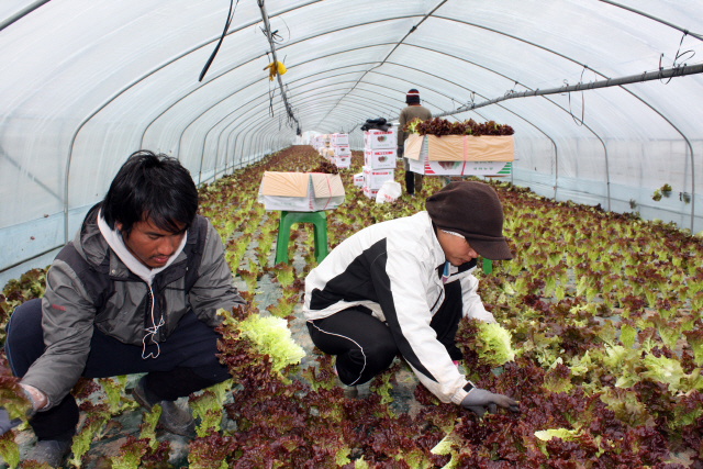 Nearly 70 pct of Foreign Farming and Fishing Workers Live in Temporary Structures