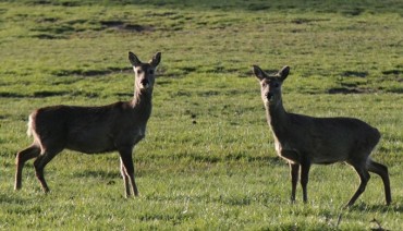 Population of Jeju Roe Deer Recovering Following Poaching Ban
