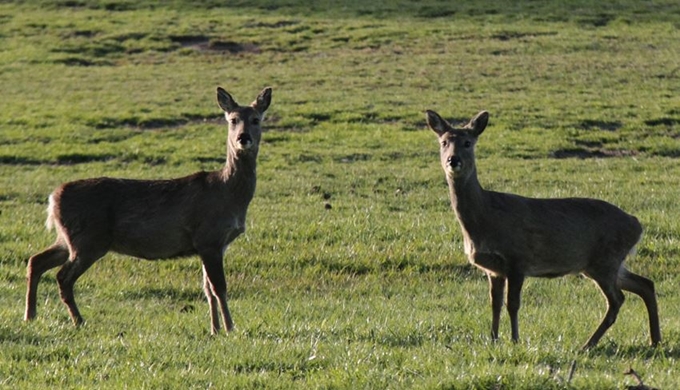 This photo provided by the Jeju Provincial Government shows roe deer in Jeju island.