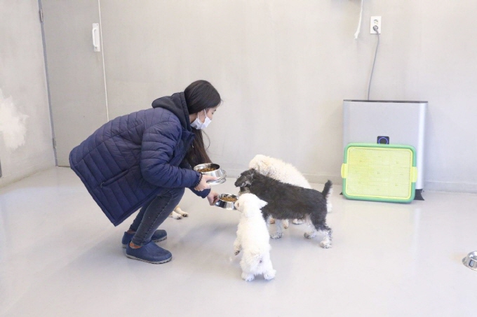 Seoul’s Seocho Ward to Provide Dog Care for Coronavirus Patients