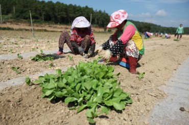 Rural Population Aging Rapidly in S. Korea