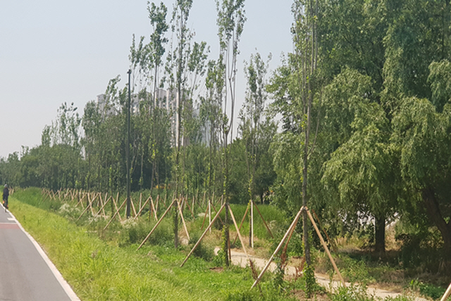 8.27 mln Trees Planted in Seoul Last Year