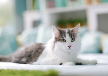 Genetic Markers Used to Find Lost Cats