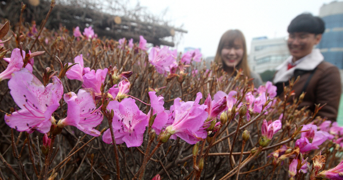 First Azalea Blooming This Spring Observed on Jeju