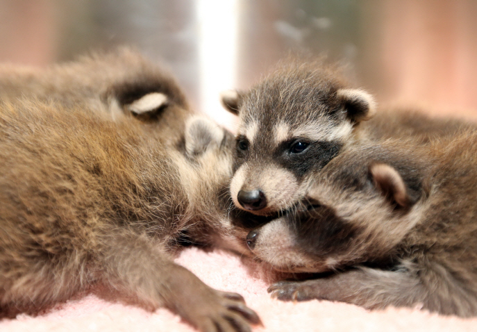 S. Korea Introduces Strict Requirements to Import Raccoons