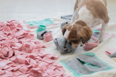 Less Feed and More Playtime Prevent Pets from Indoor Sickness