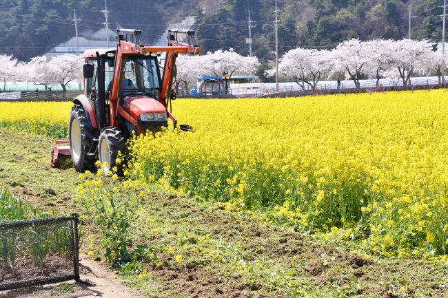 Samcheok Plows Up Canola Flowers to Fend Off Visitors